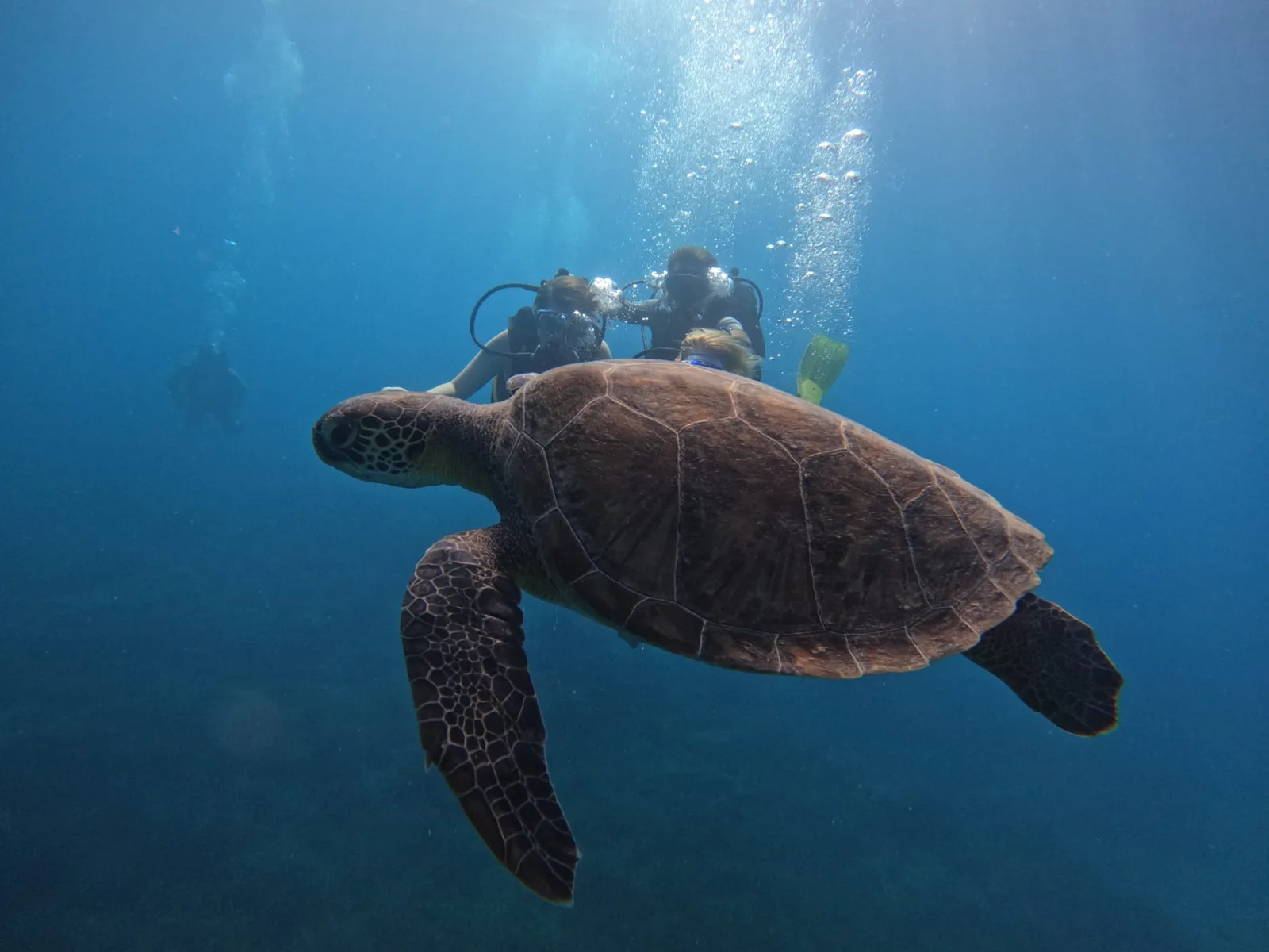 sea turtle swimming alanya