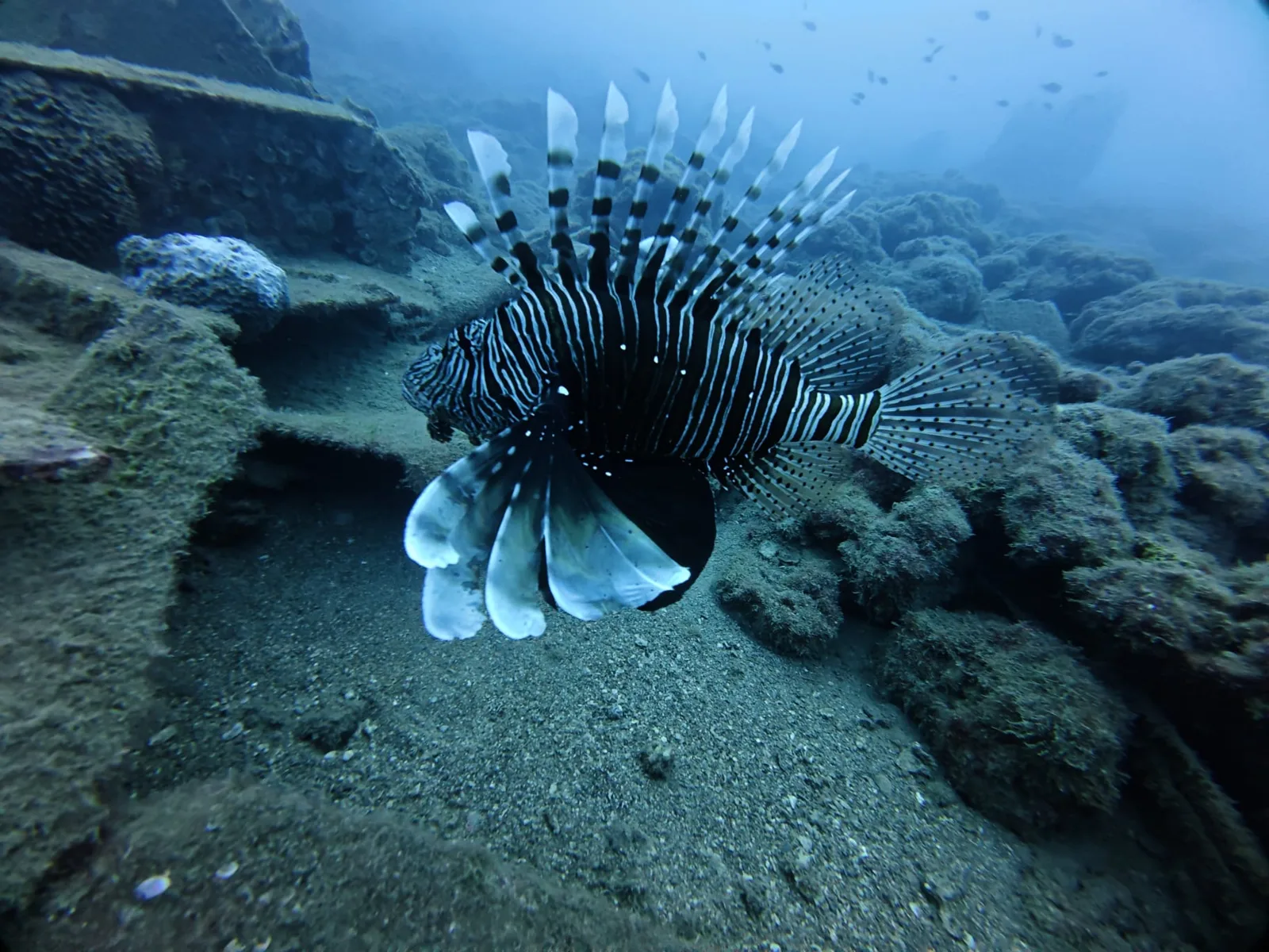 lionfish closeup antalya reef