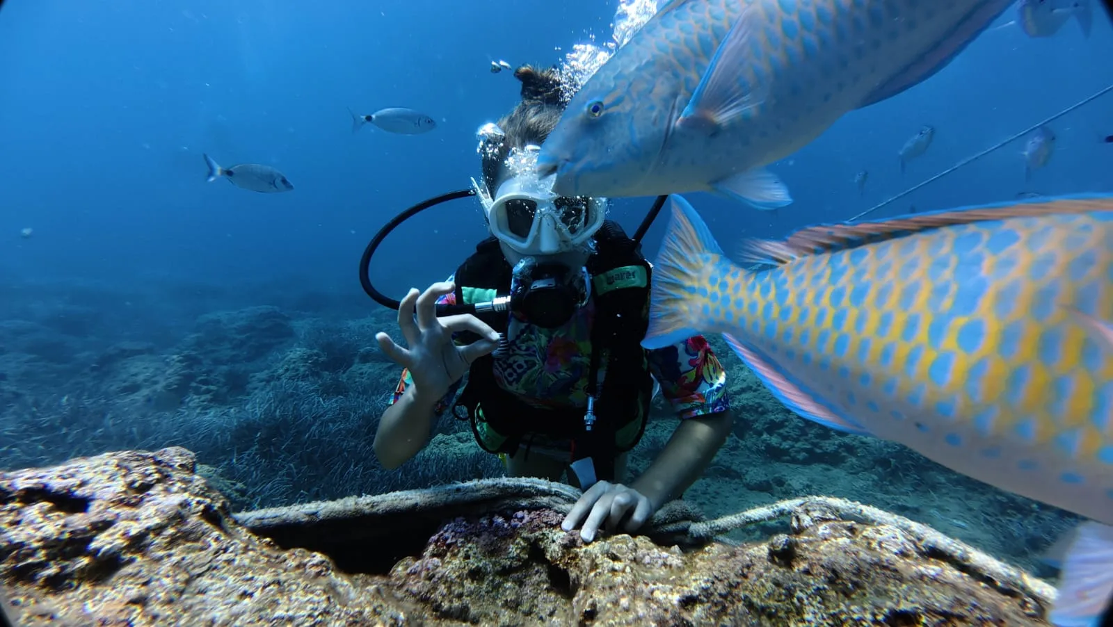parrotfish tail reef antalya