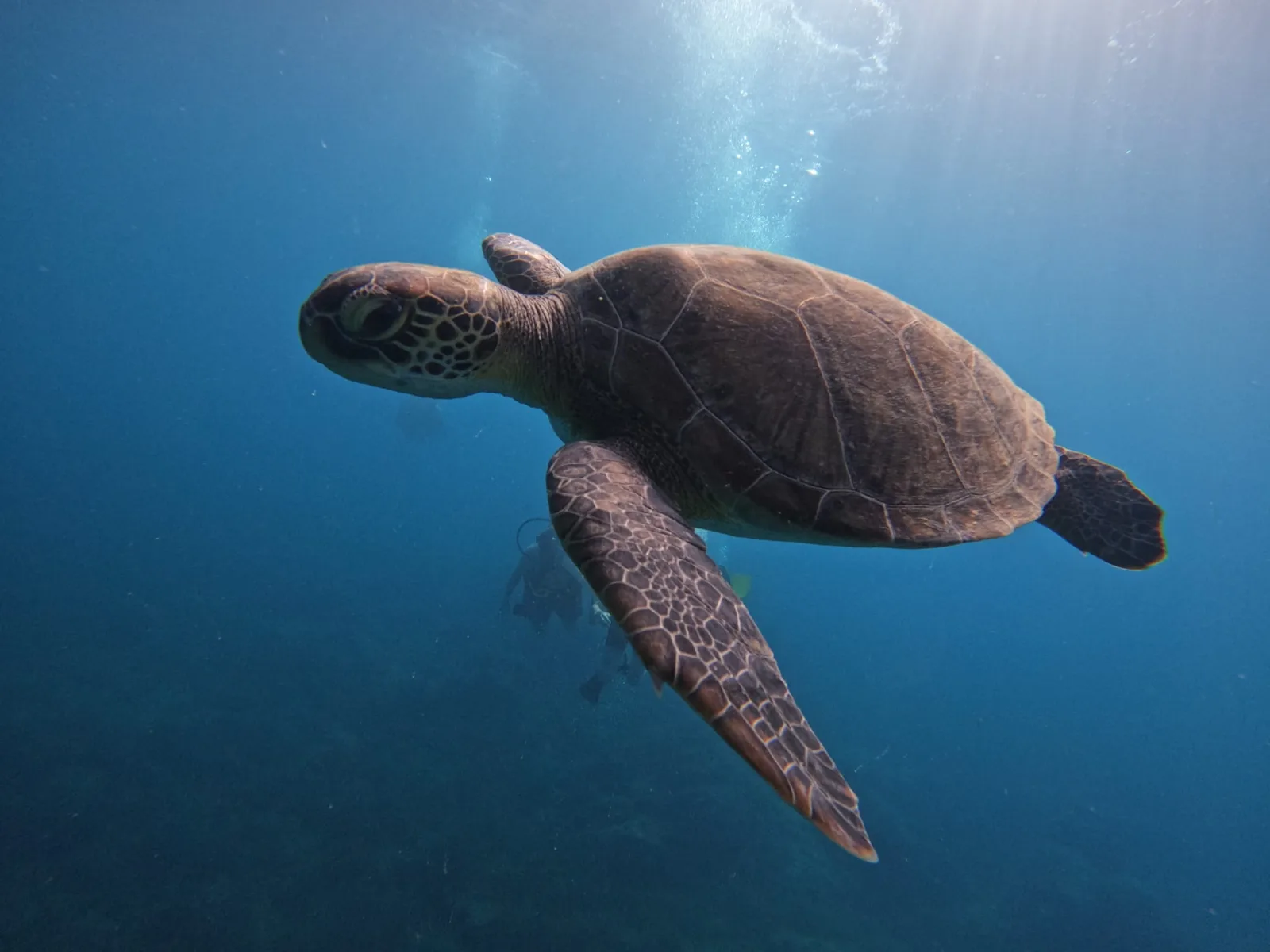 sea turtle close mediterranean