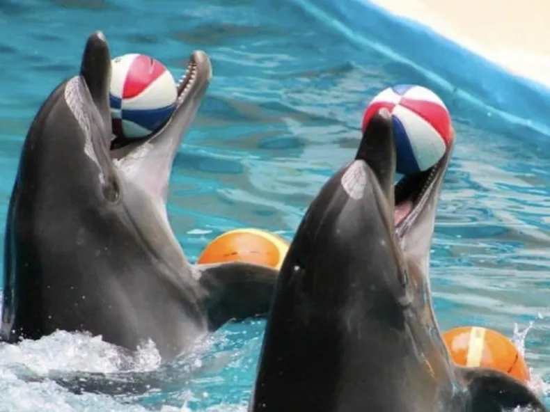 Dolphin Show near Side with Optional Dolphin Swim: Family Afternoon with Hotel Pickup