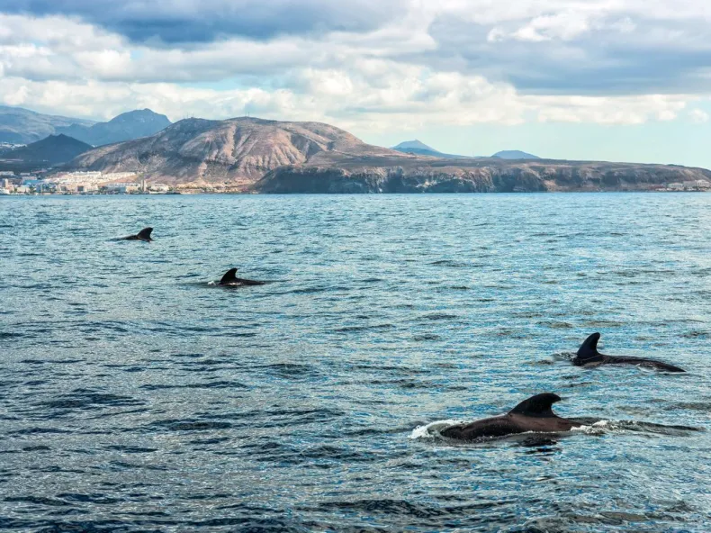 Dolphin Show near Side with Optional Dolphin Swim: Family Afternoon with Hotel Pickup