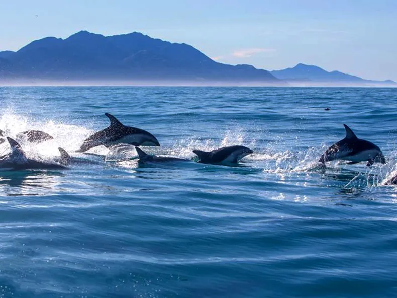 Dolphin Show near Side with Optional Dolphin Swim: Family Afternoon with Hotel Pickup