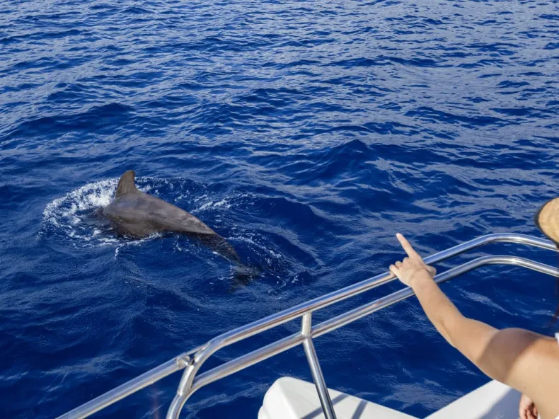Dolphin Show near Side with Optional Dolphin Swim: Family Afternoon with Hotel Pickup