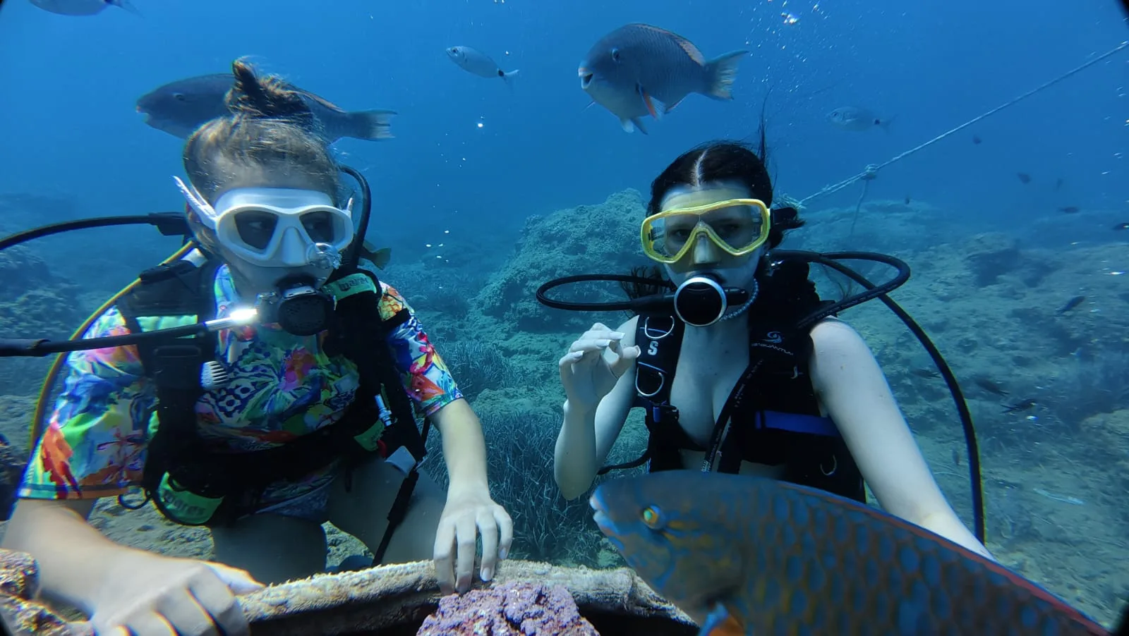 mediterranean parrotfish beside diver