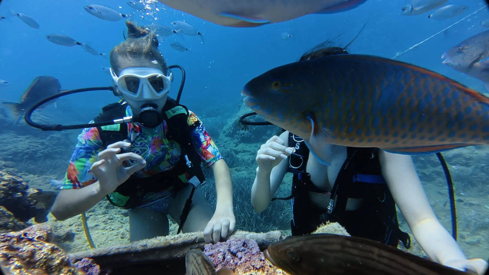 parrotfish closeup kemer reef