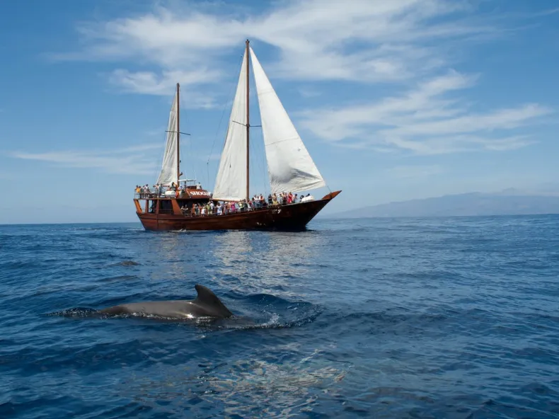 Side Dolphin Island Boat Tour with River & Sea Swim