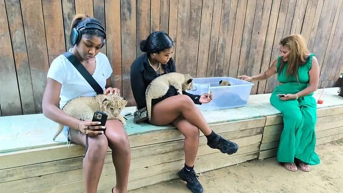 Guests photographed with lion cubs at the zoo stop