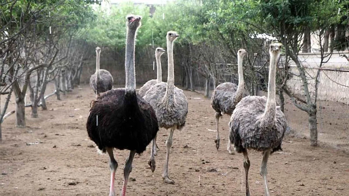 Ostriches in an enclosure at the zoo stop
