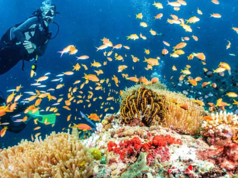 Side Scuba Diving & Underwater Museum Tour: Dive into the Deep Blue